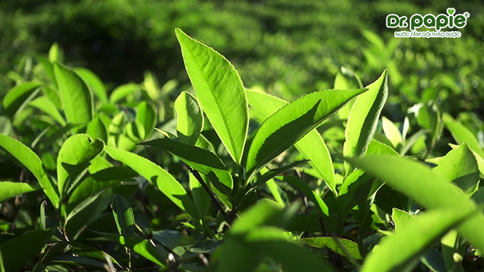 Lá trà xanh có tác dụng sát khuẩn da giúp ngăn ngừa, điều trị hăm tã hiệu quả.